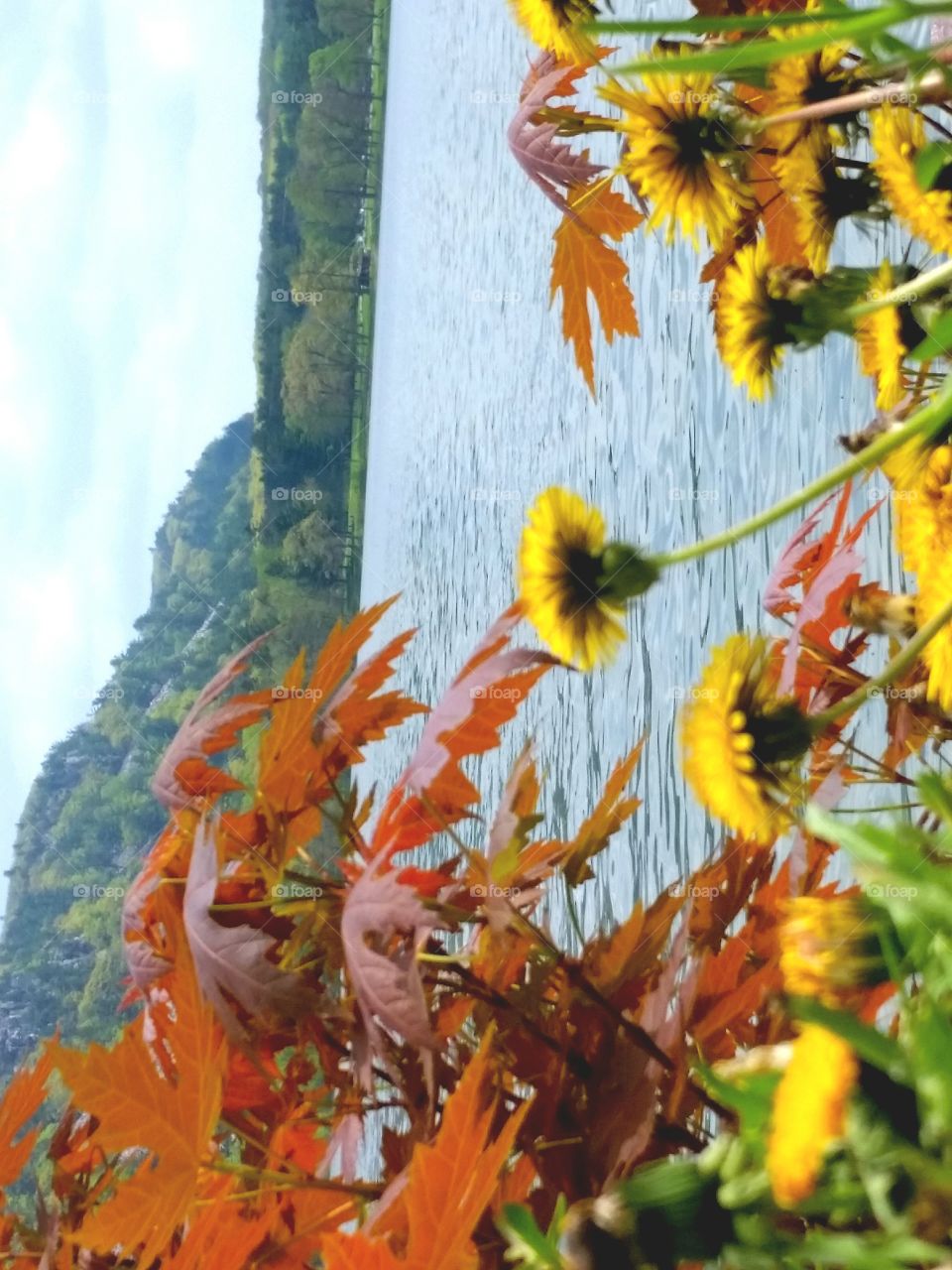 No Person, Leaf, Nature, Fall, Outdoors