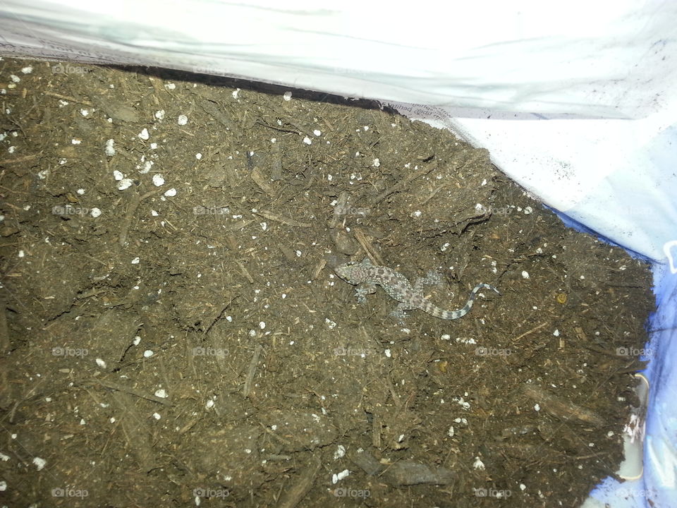 gecko in bag of potting soil