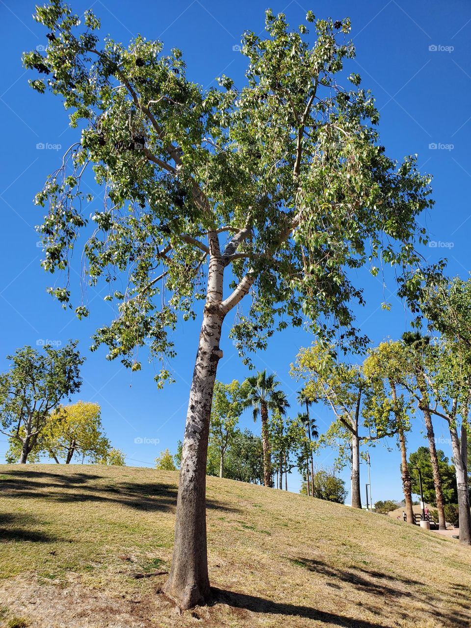 Spring Trees on a Hill