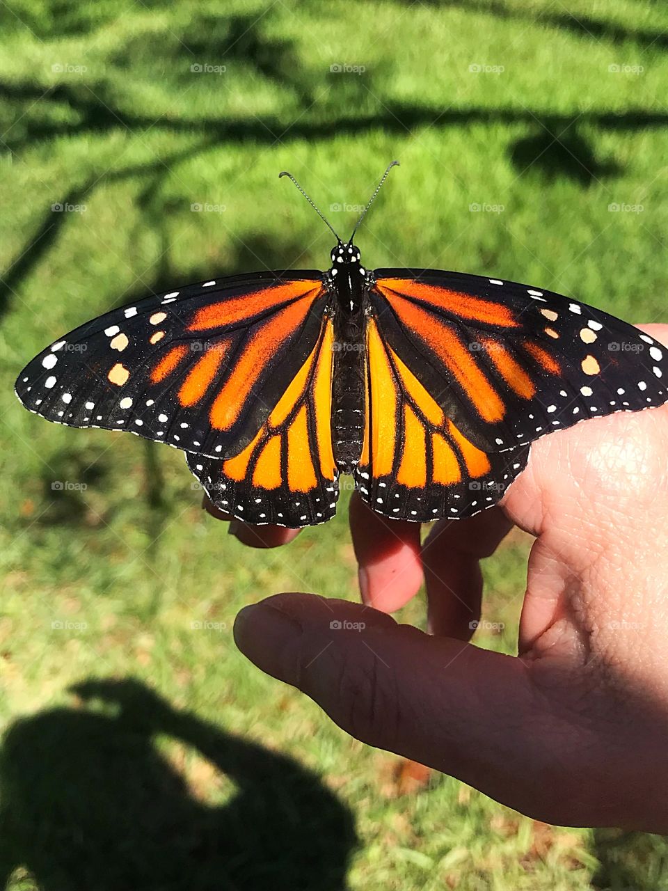 Released her today Monarch 