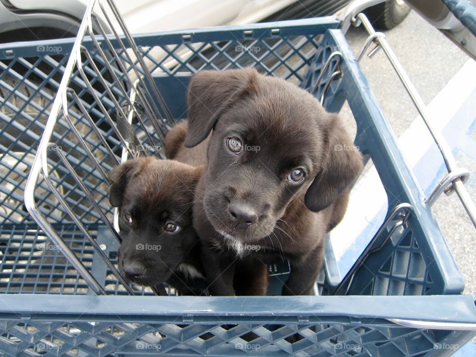 Two puppies Jackson and Sammy share the basket of a shopping cart. 