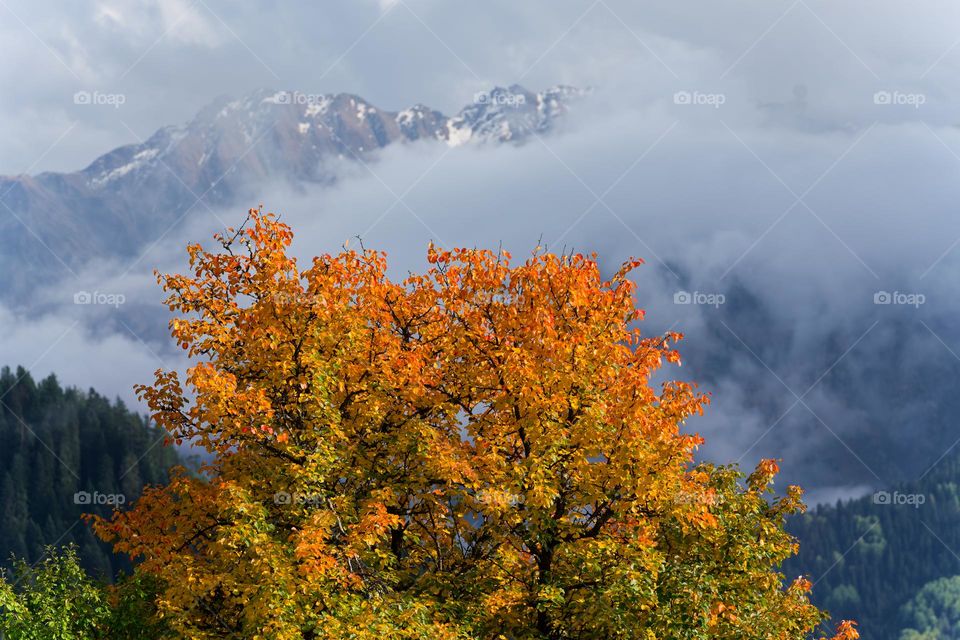 Vibrant autumn colours with partly cloud covered great Caucasus mountains in the background in Mestia, Georgia.