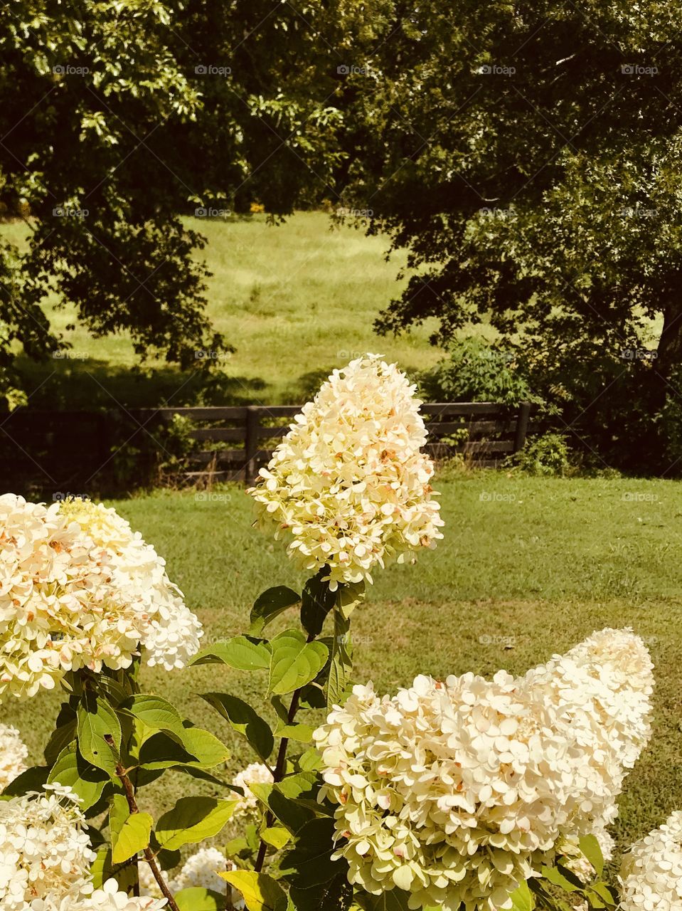 Hydrangeas growing in the field with wooden fence in background 