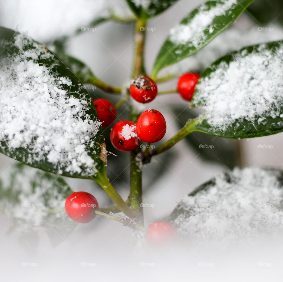 Freshly Fallen Snow on Holly Berries