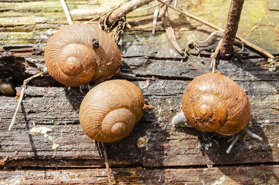 Snail Crawling On Rotten Wood