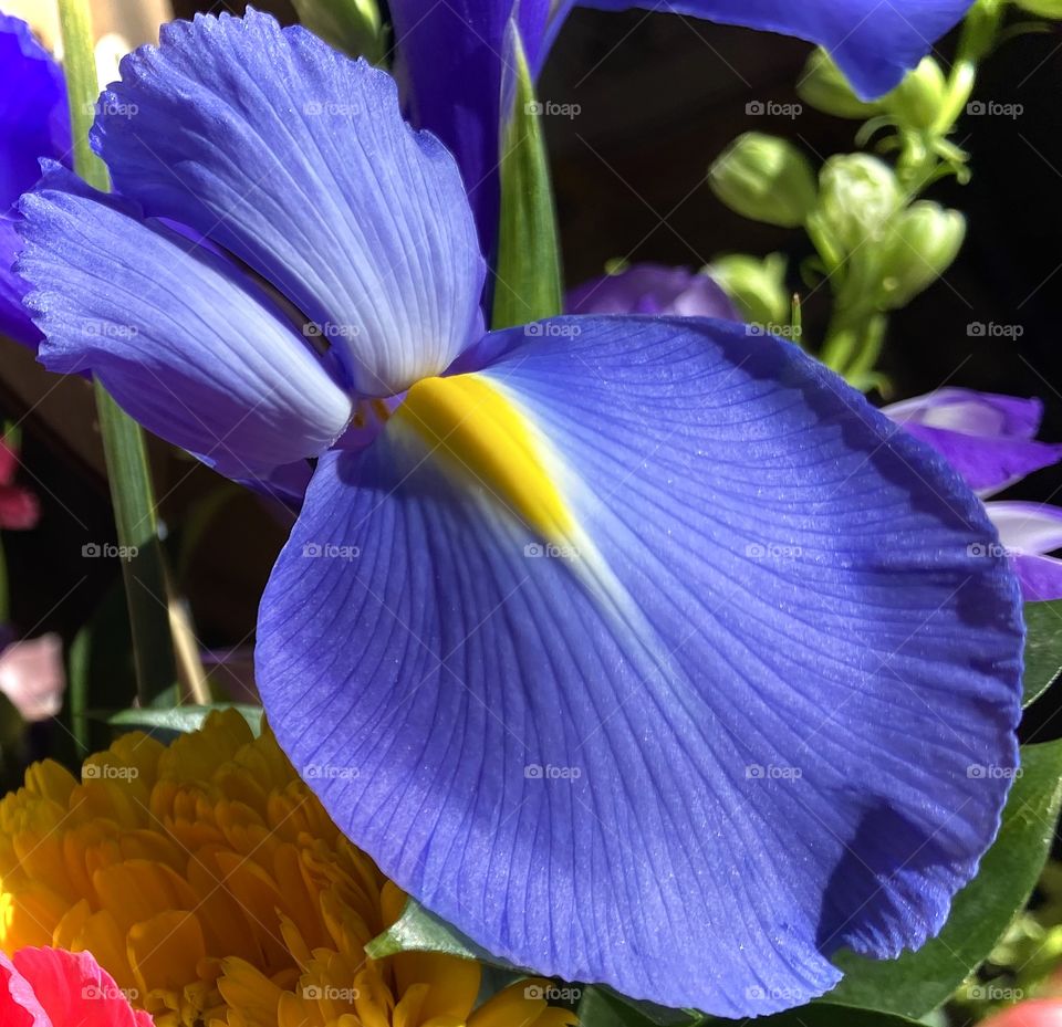Beauty Of an Iris, Deep Purple