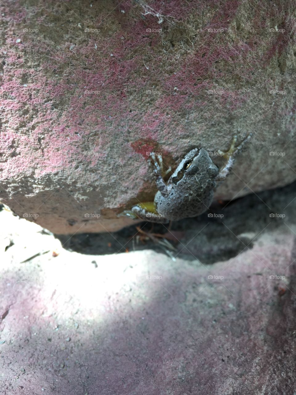 My little frog friend 