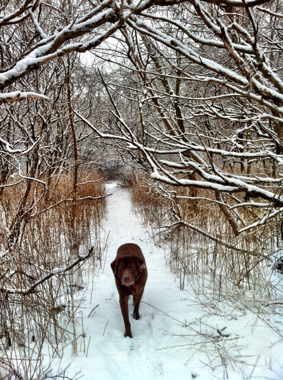 snow hiking trail cudahy wi by doug414