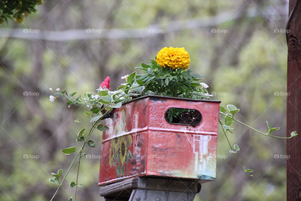 Gnome metal Flower Planter 