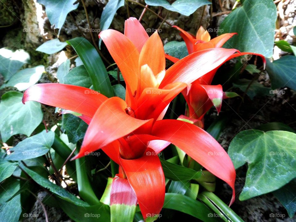 Flowers in palm house in the city of Walbrzych