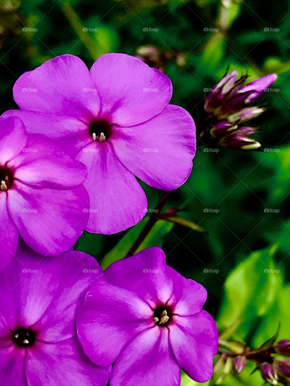 Vivid purple flowers