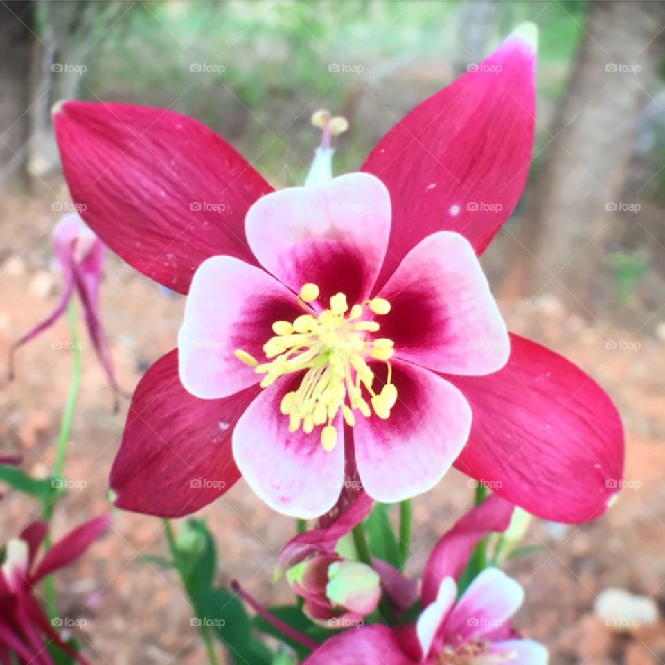 Pink songbird columbine 