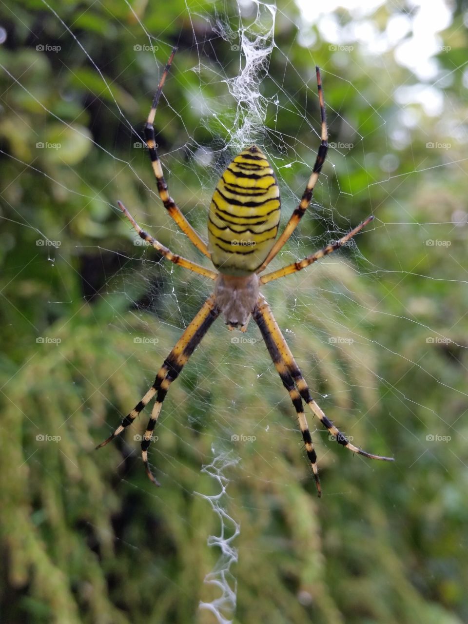 orb-weaving spider