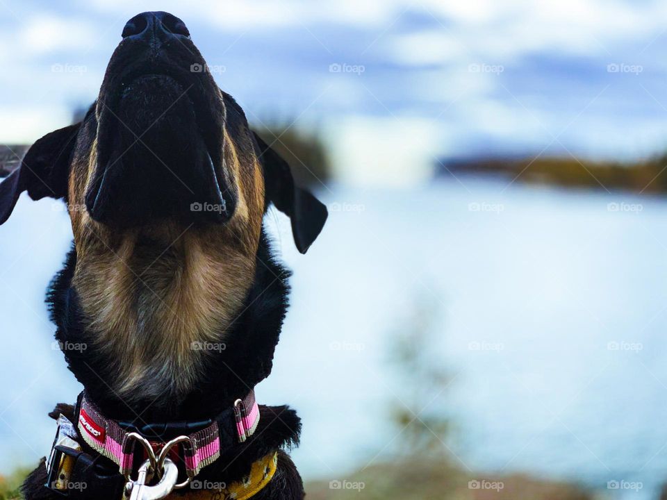 Dog with faded Shoreview 