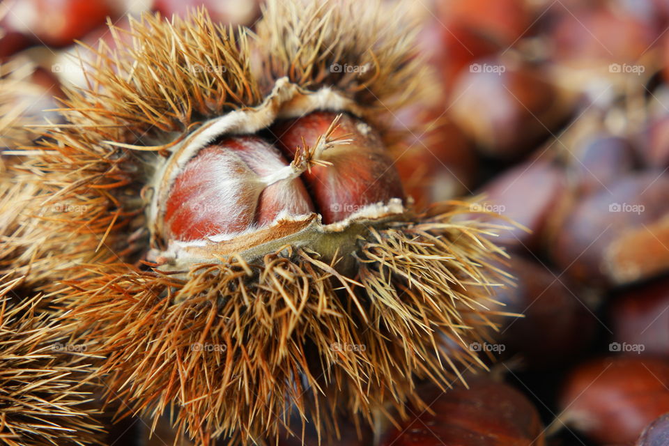 chestnuts