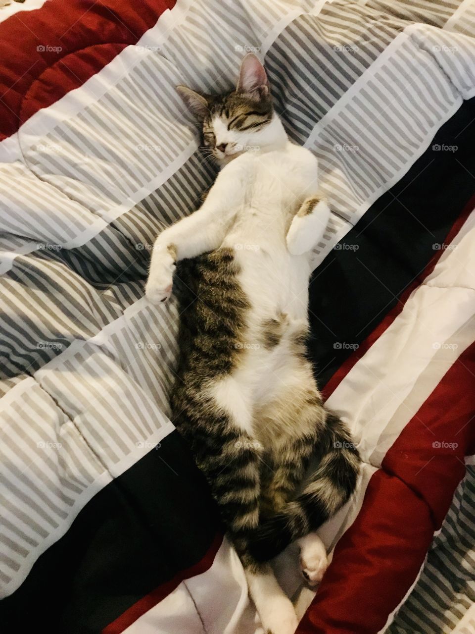 Cat sleep’s like a human