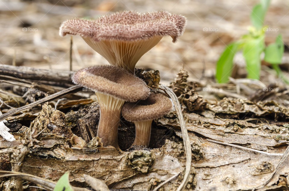 Brown Toadstool