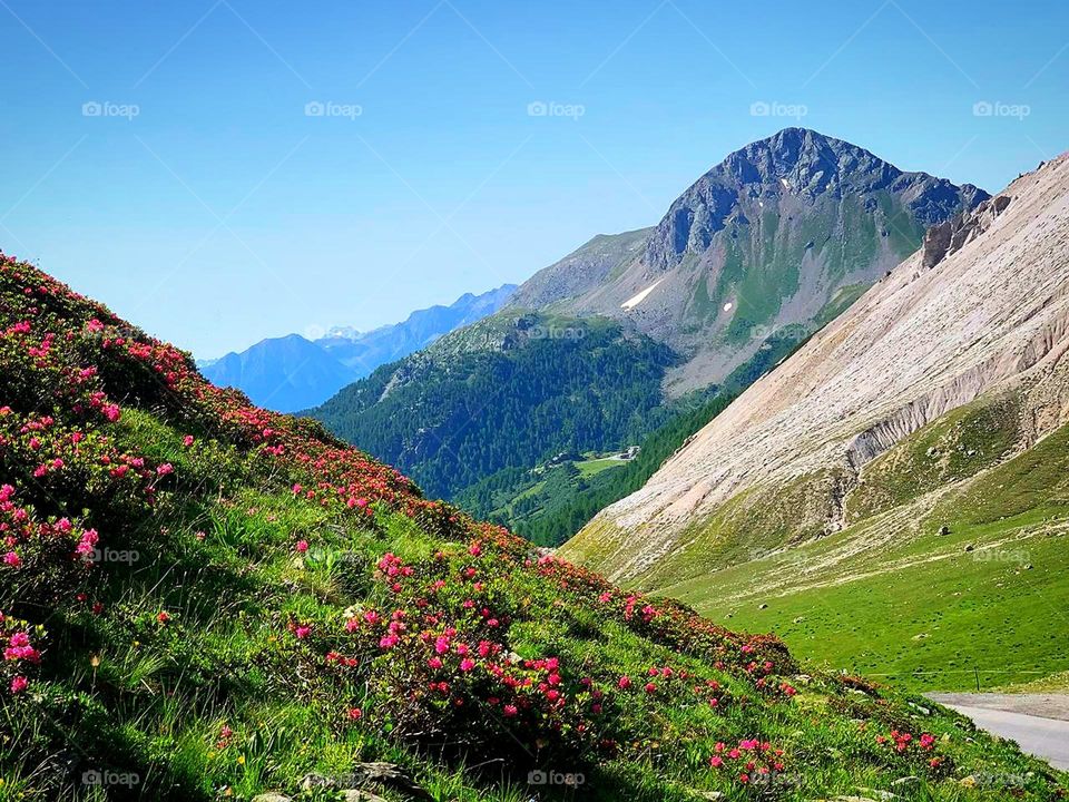 The mountains.  Space.  Blooming Swiss Alps.  Freedom and clean air.