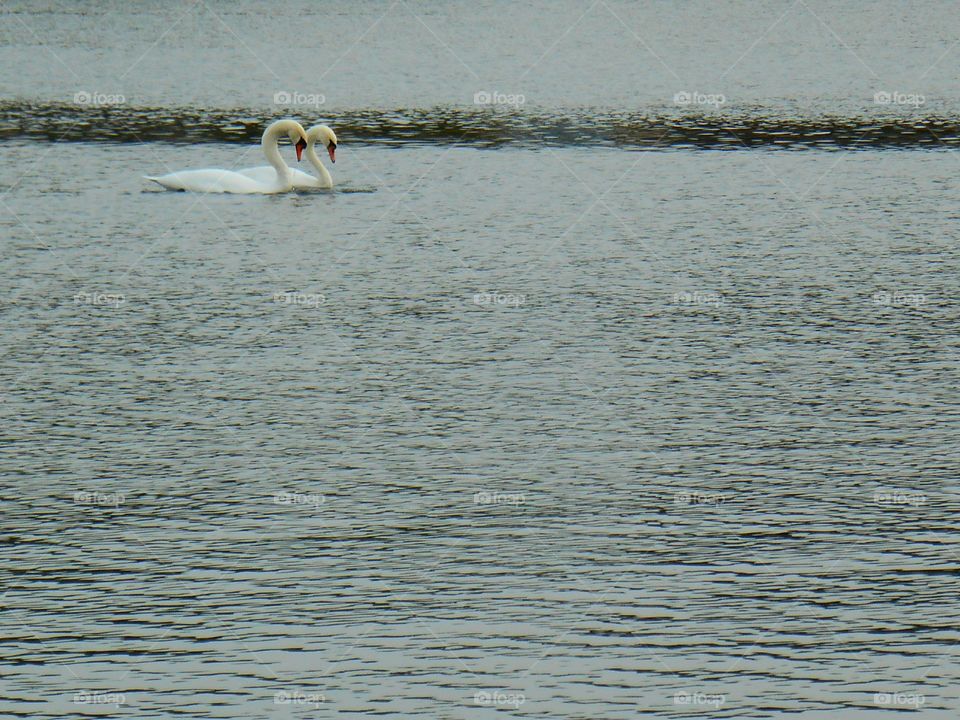 Water, Bird, Lake, Reflection, Waterfowl