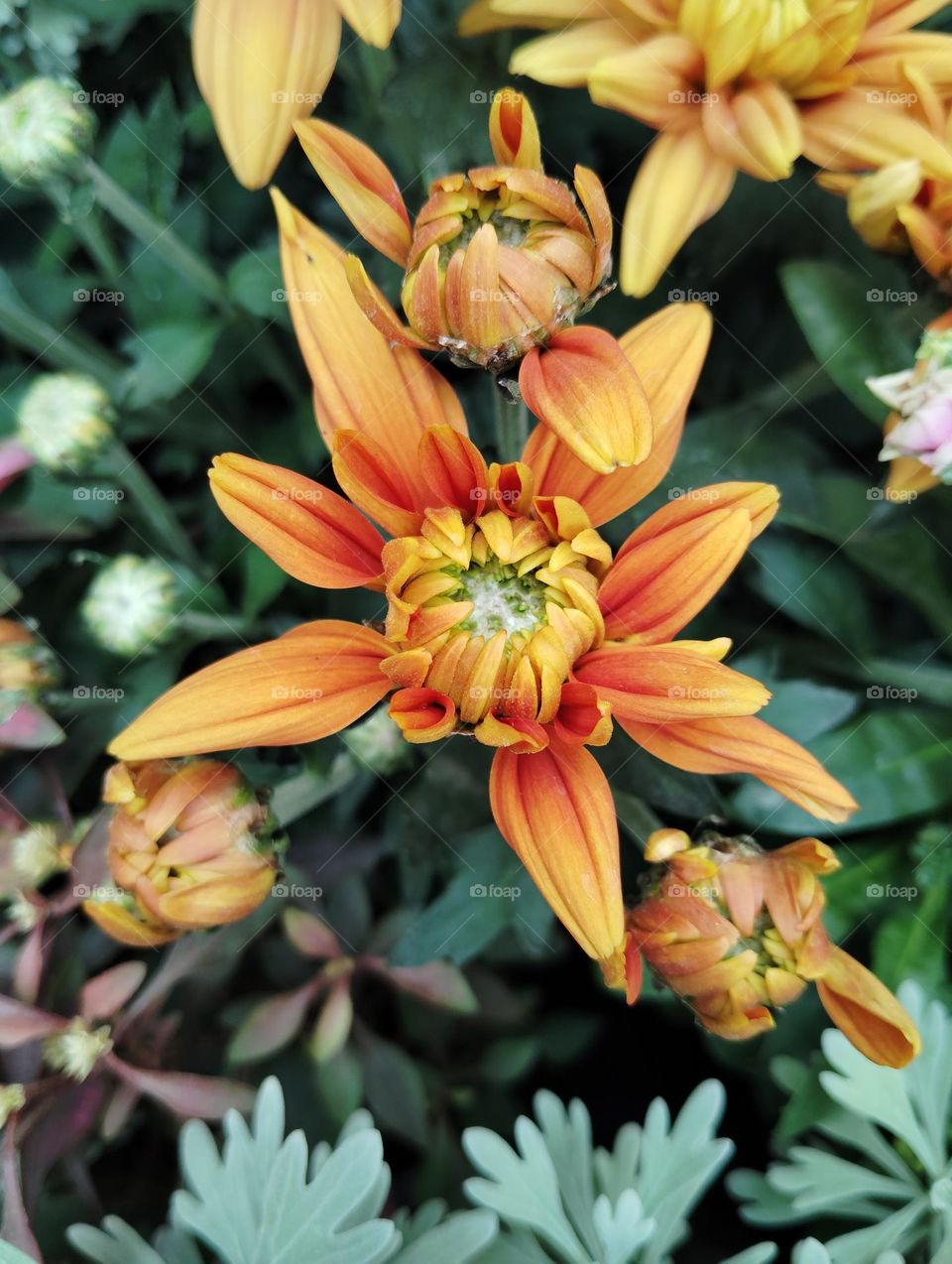 yellow flower seasonal fresh shurb small size looks very beautiful generally found everywhere seasonal