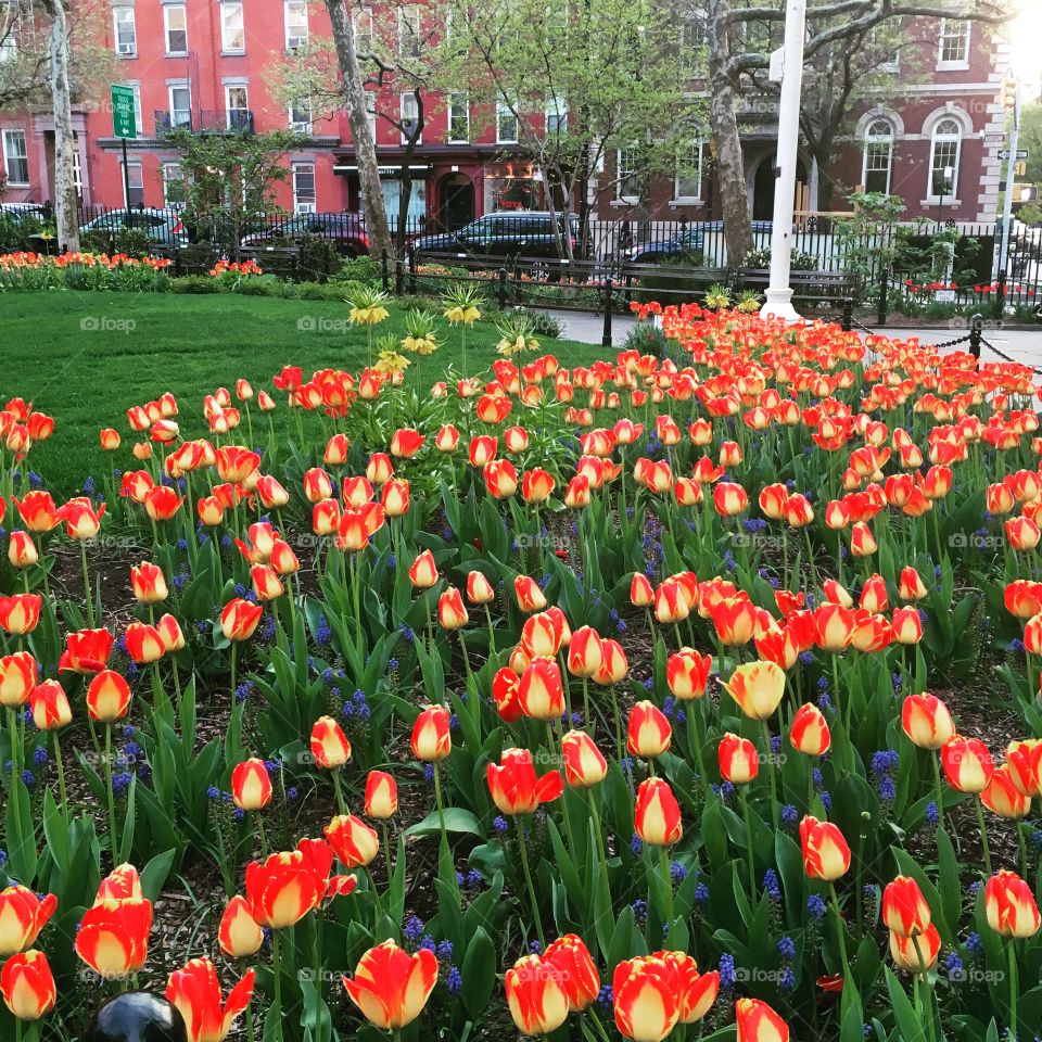 First Sign of Spring 🌷
West Village, New York 