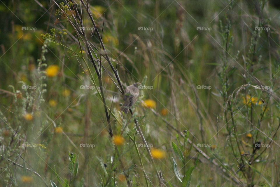 Bird in the grass