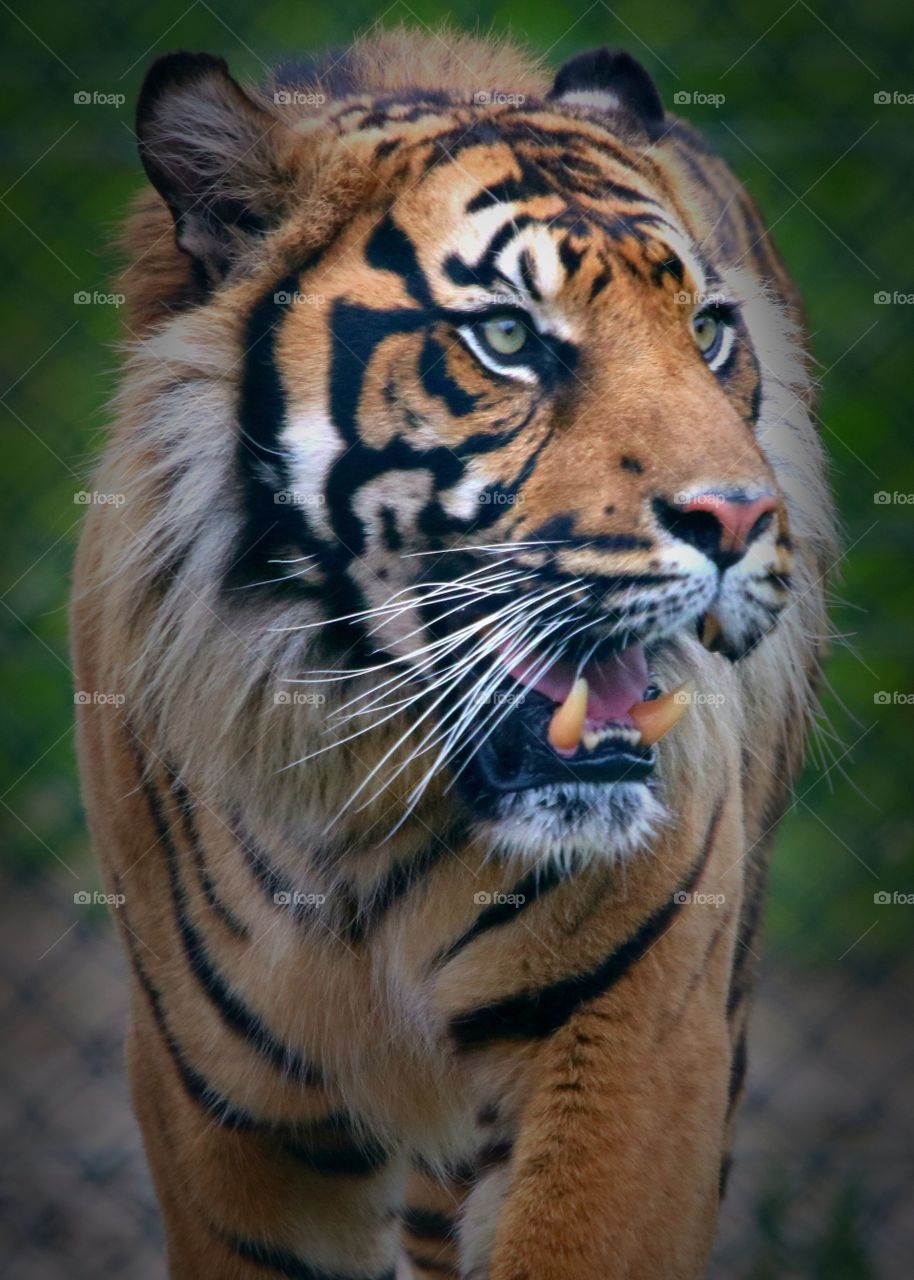 tiger