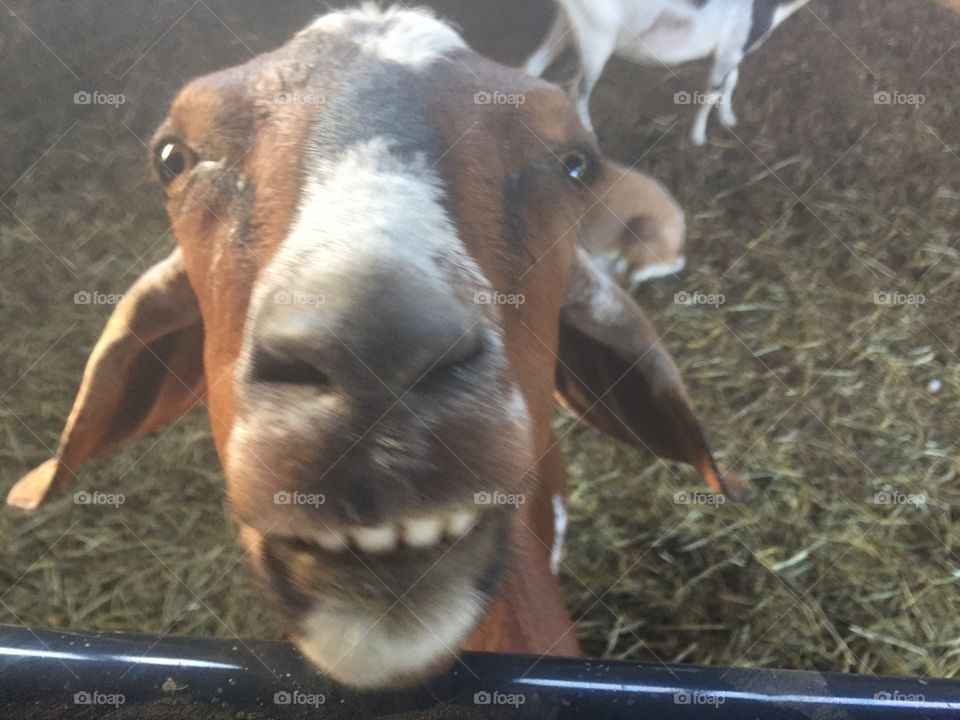 Smiling goat