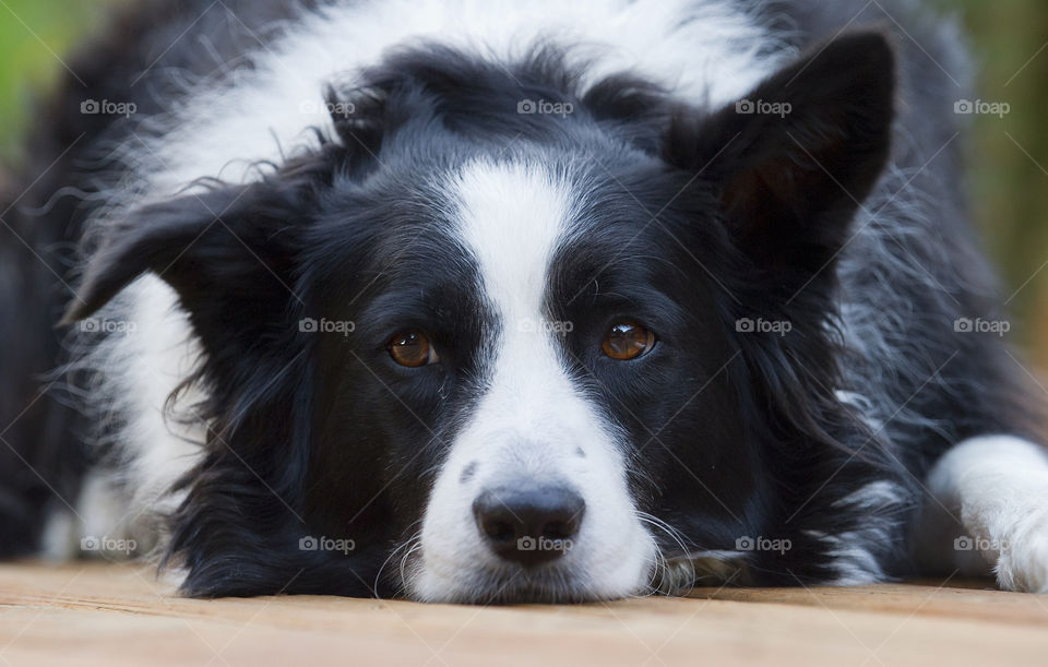 eye collie border on by arizphotog