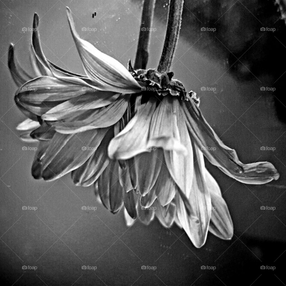 Monochrome, Nature, Flower, No Person, Leaf