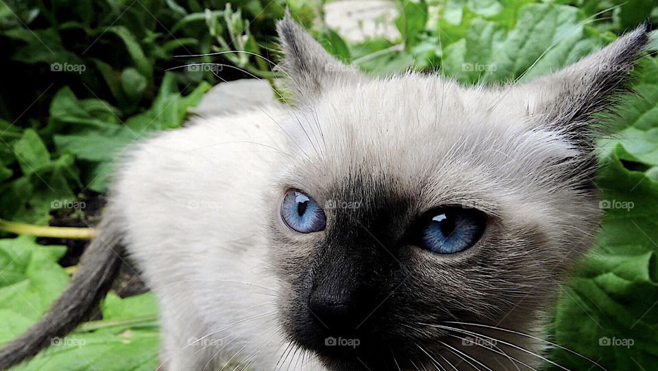 Summer blue eye cat
