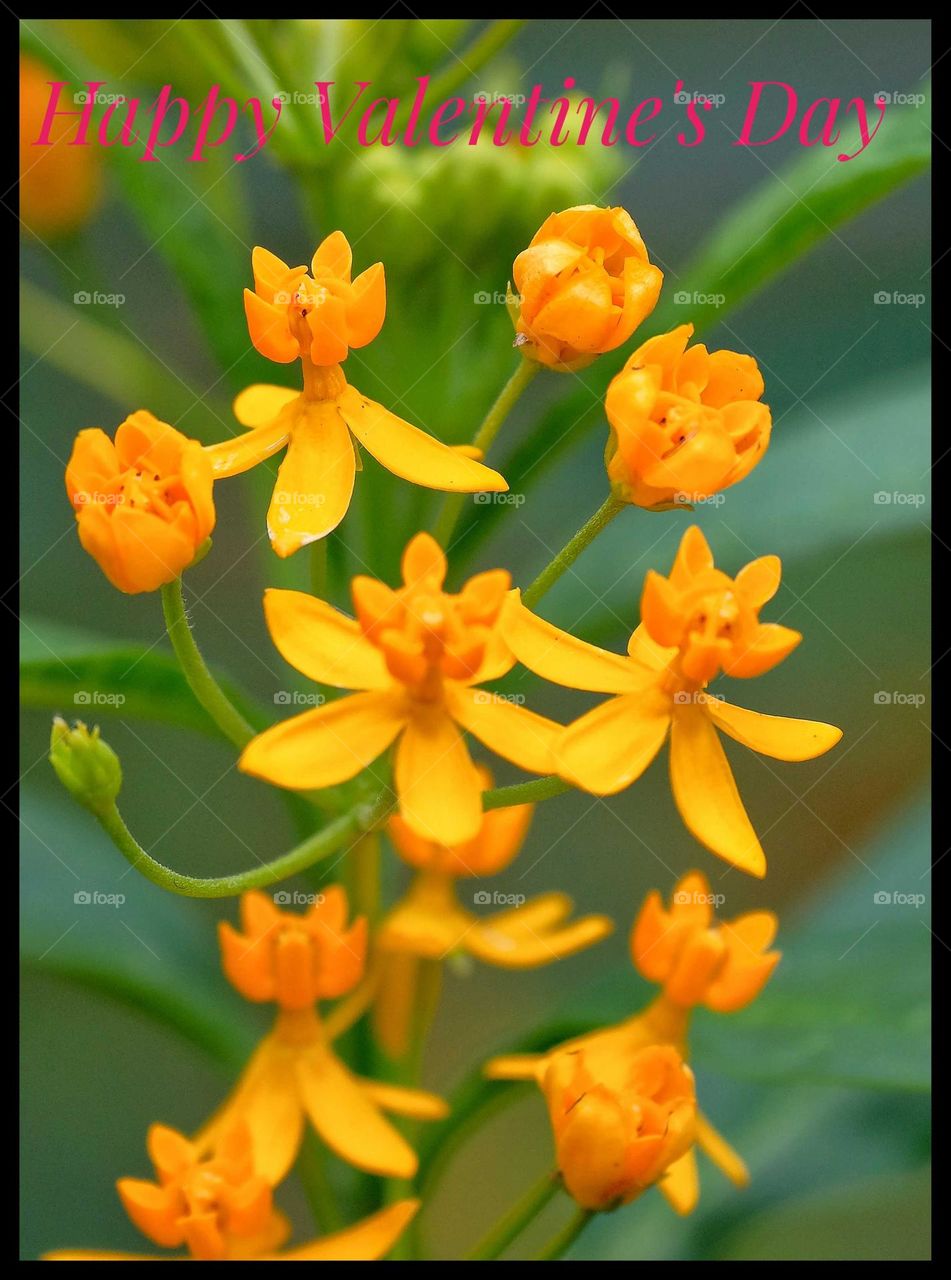 happy Valentine's Day flowers