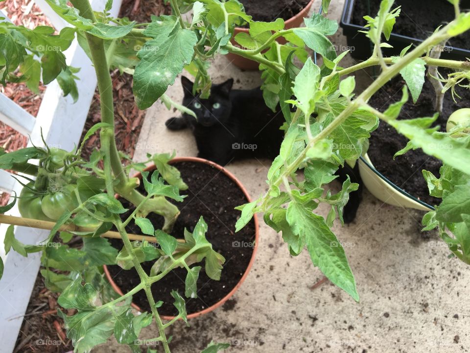 Resting by the Tomatoes