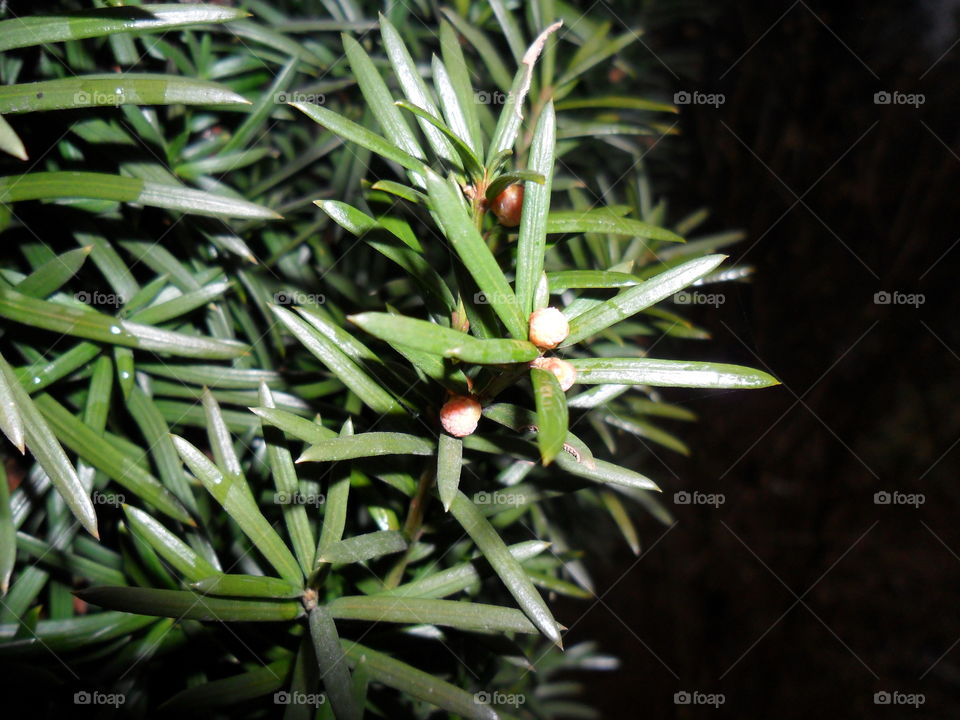 krzewy ozdobne iglaste cisy