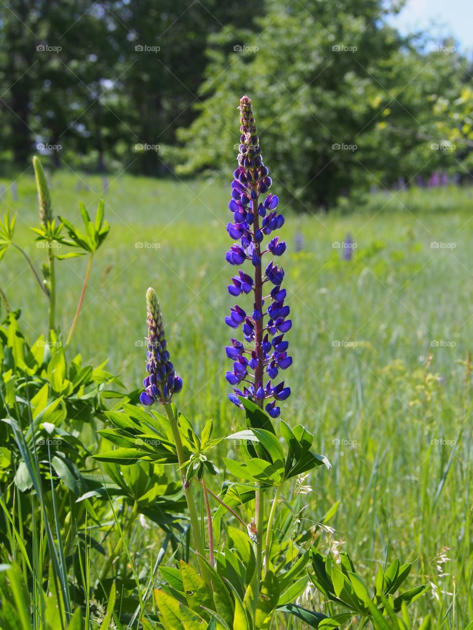 Summer in the meadow