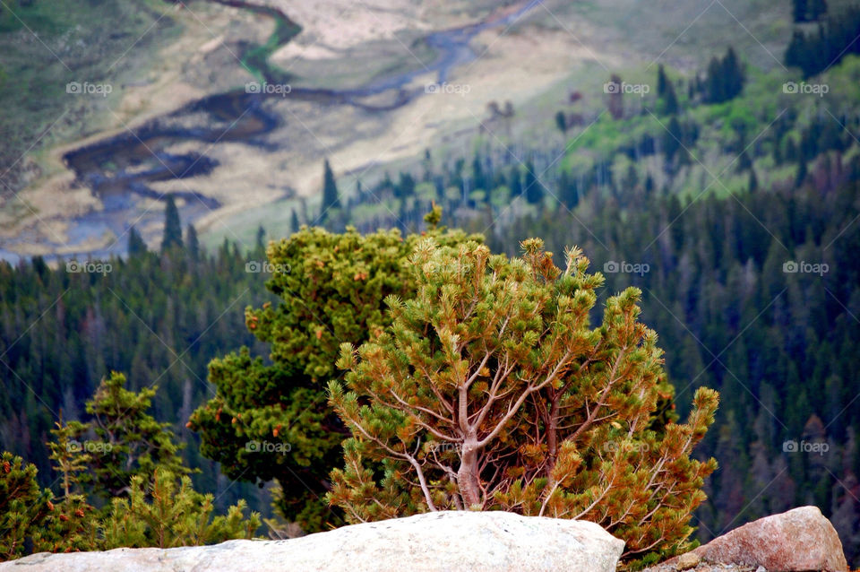 nature outdoors colors tree by refocusphoto