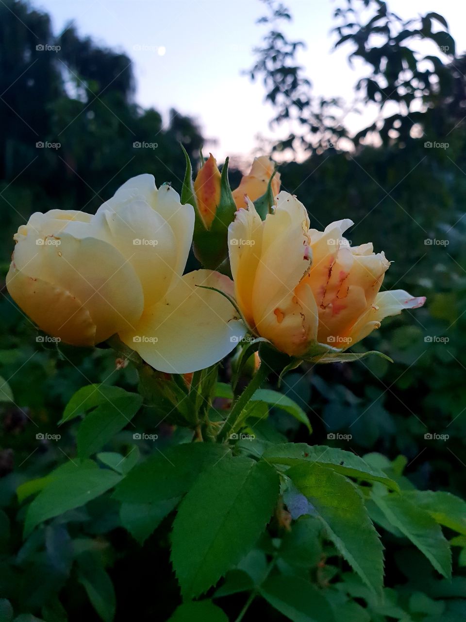 again roses