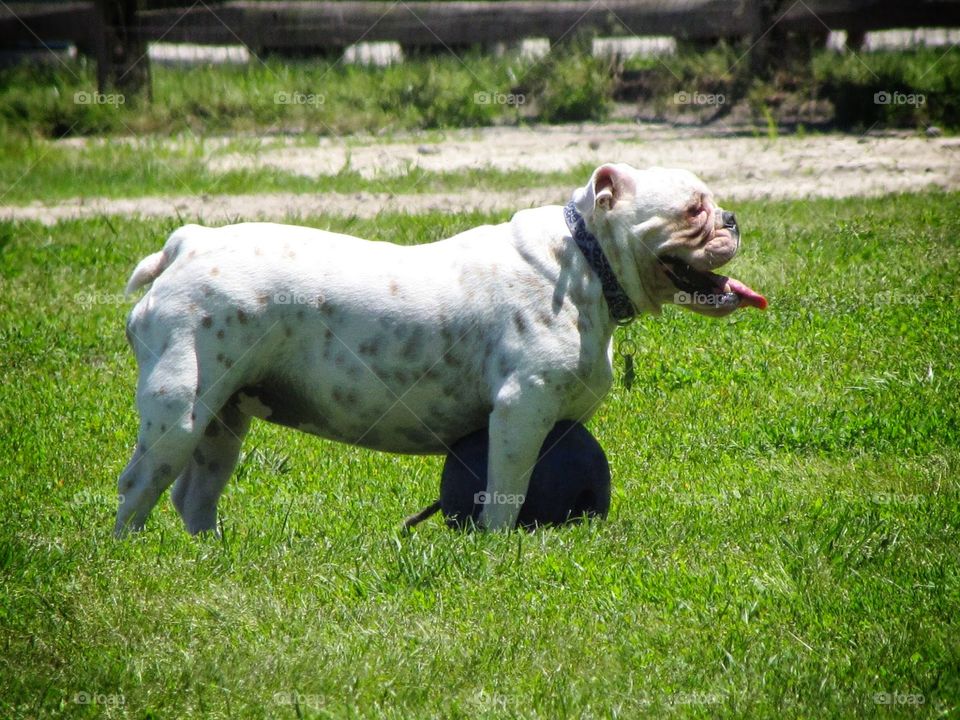 English Bulldog