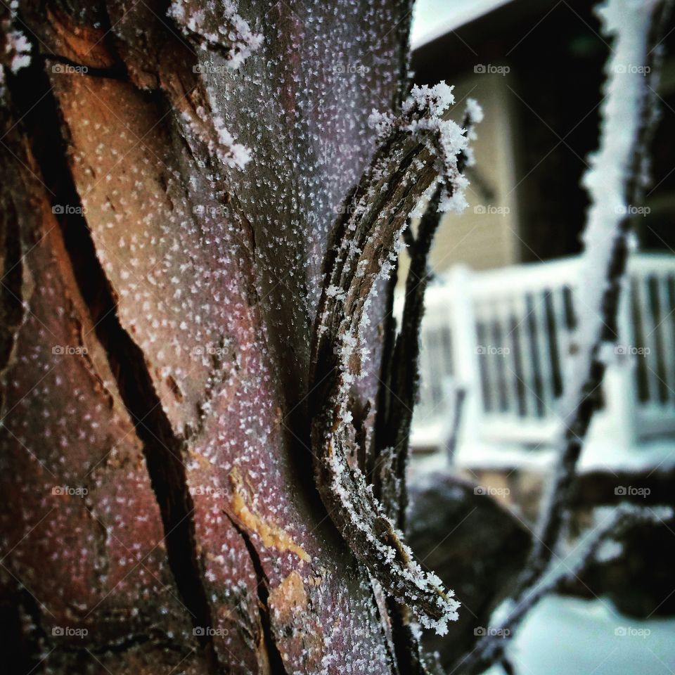 frosted bark