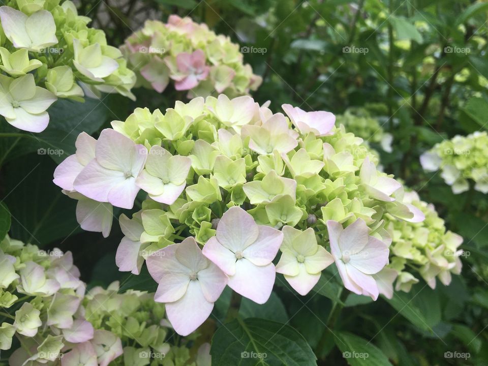 Future pink hydrangeas 