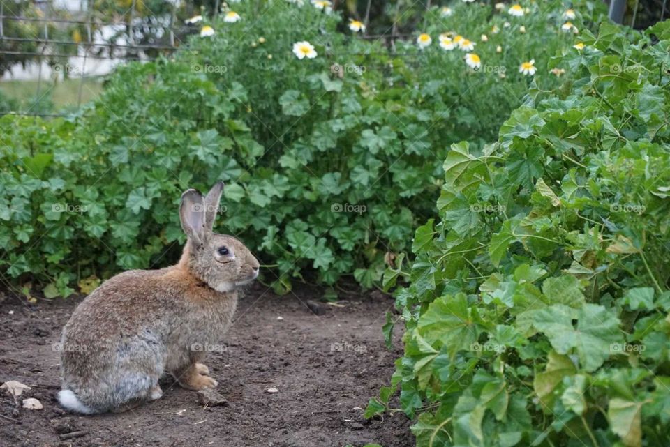 Rabbit#animals#nature#cute