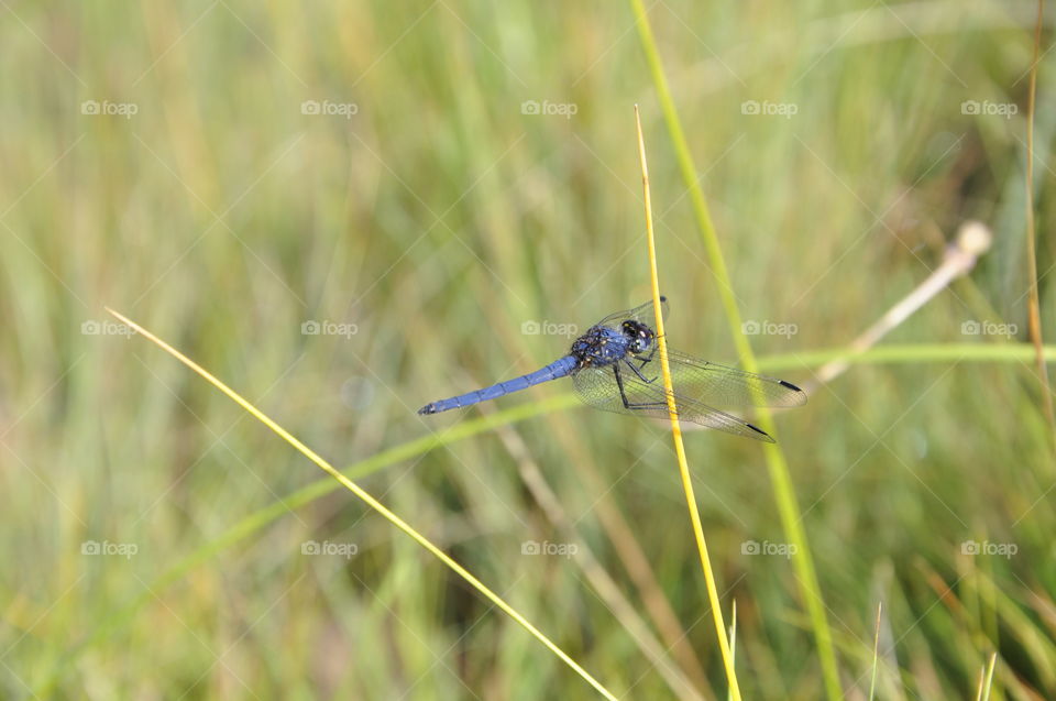 Dragonfly on grass