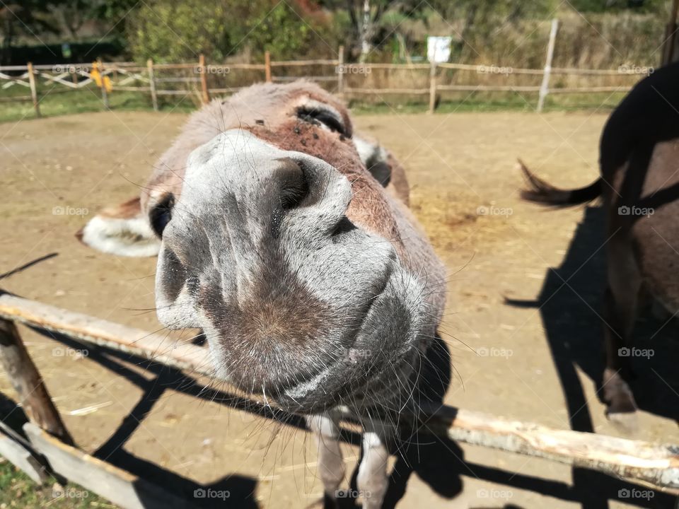 Cute donkey