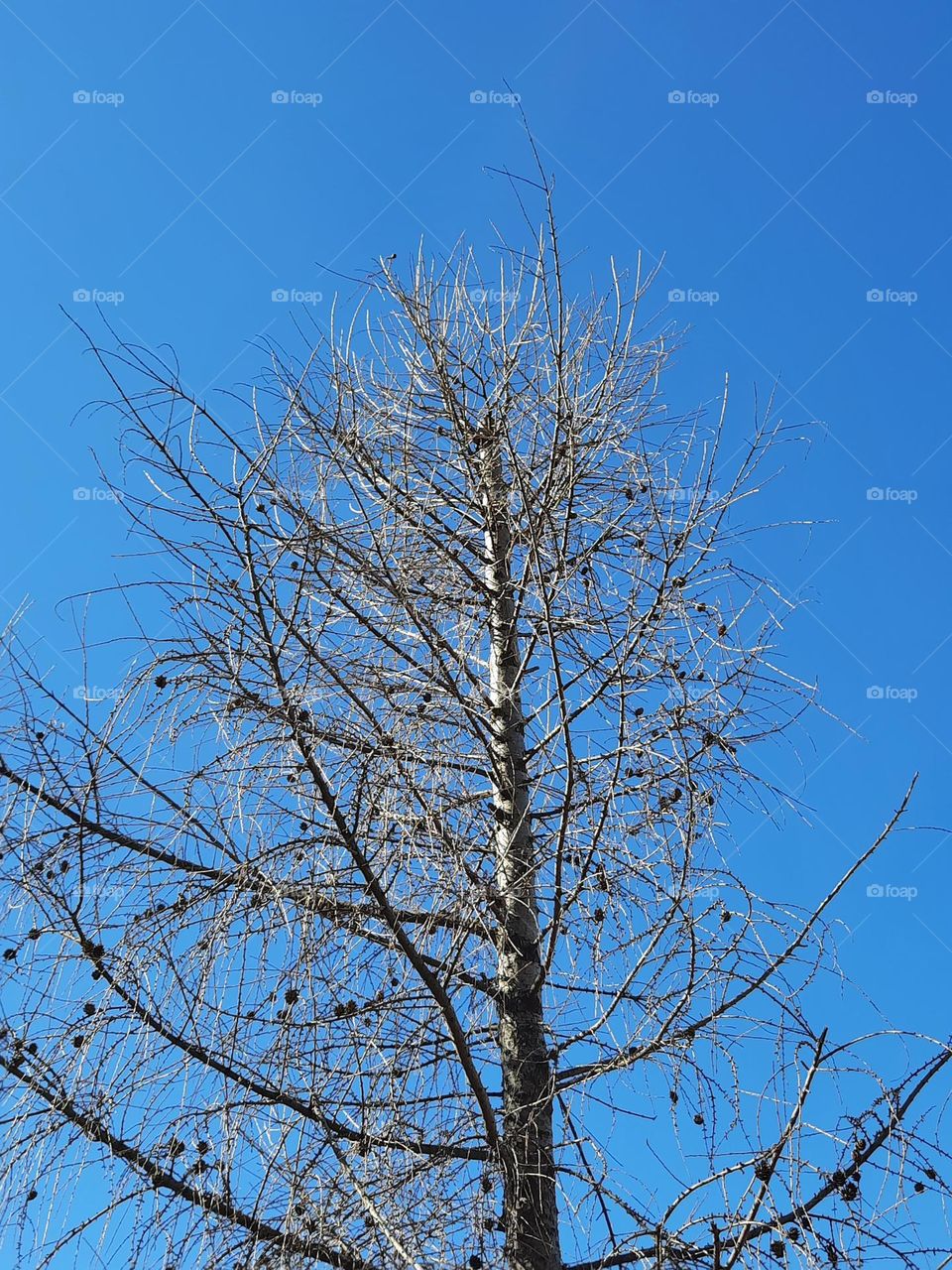 larch without needles against blue sky