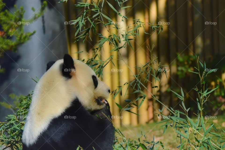 Toronto zoo panda