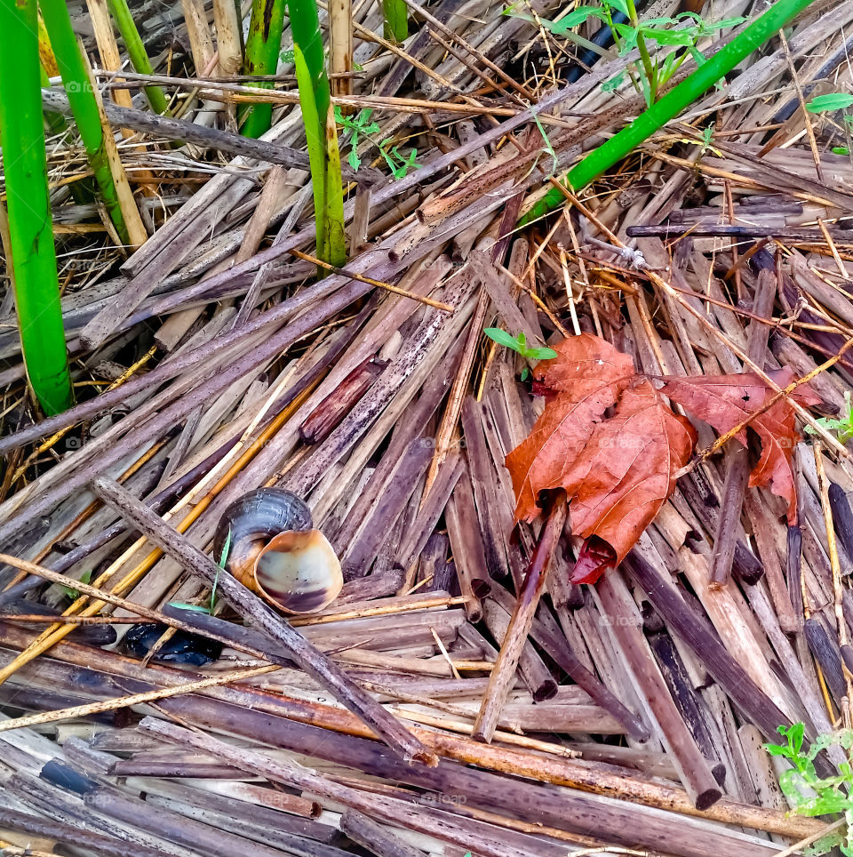 shell, leaf and bamboo sticks in the morning wetlands