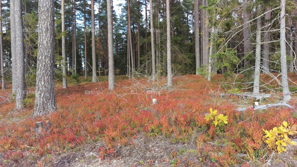 Kolmårdsskogen, Sweden