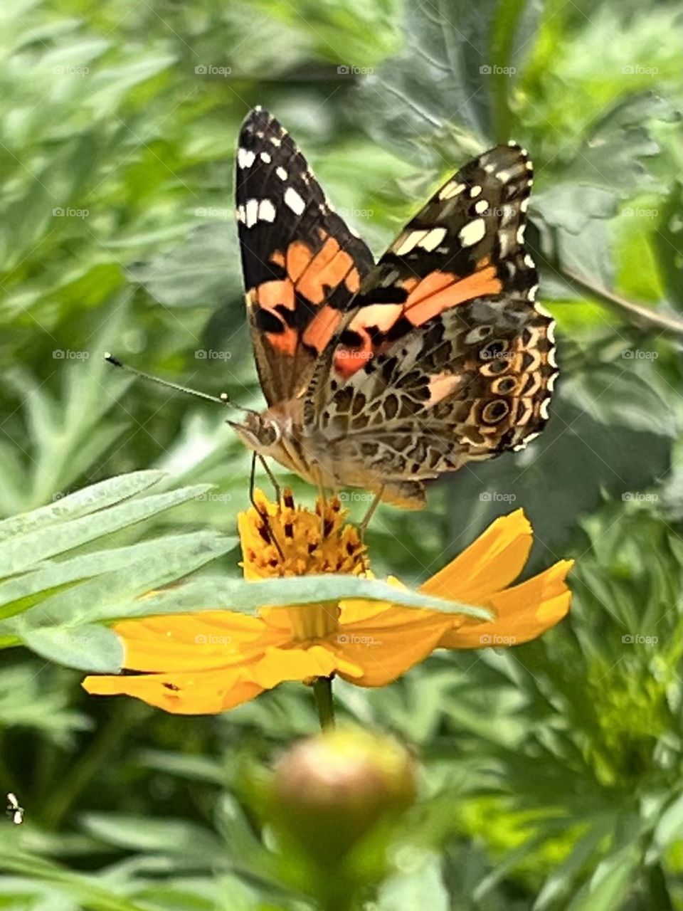 Beautiful butterfly. Colorful. Pretty. Flower