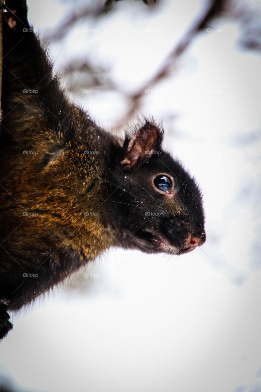 Black squirrel is looking at the camera