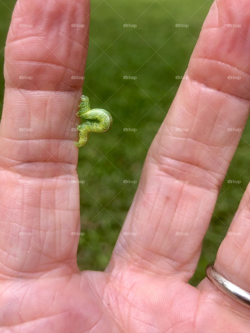 Tiny green inchworm on human finger 